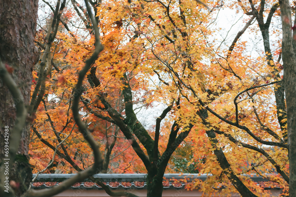 Beautifully colored autumn leaves, maple leaves in Japan. Beautifully colored autumn leaves, maple leaves in Japan.