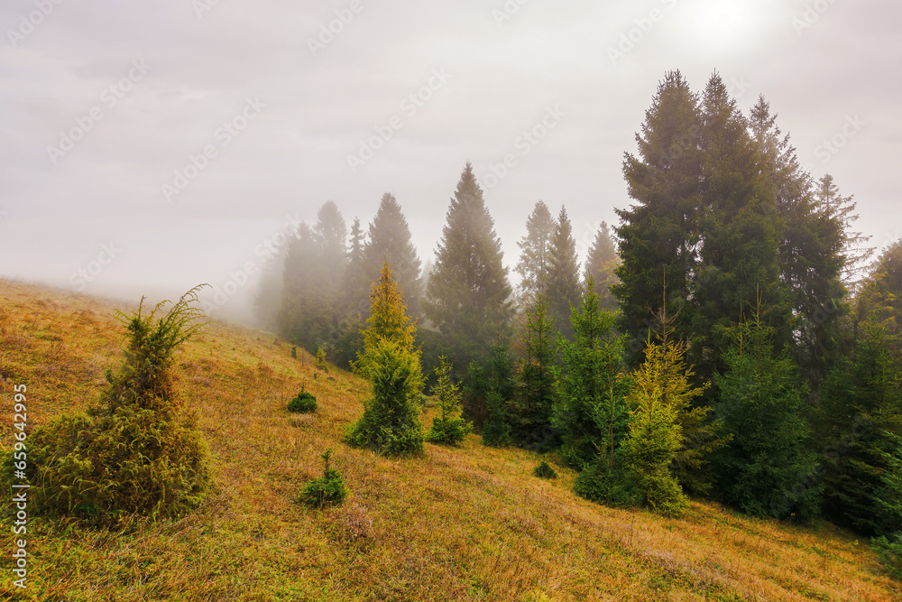 coniferous forest on the grassy hill in mist. nature landscape in autumn. foggy weather with overcast sky coniferous forest on the grassy hill in mist. nature landscape in autumn. foggy weather with overcast sky