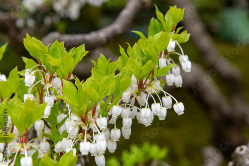 Photos Close up of white flowers Lyonia ovalifolia and bright green leaves with selecte