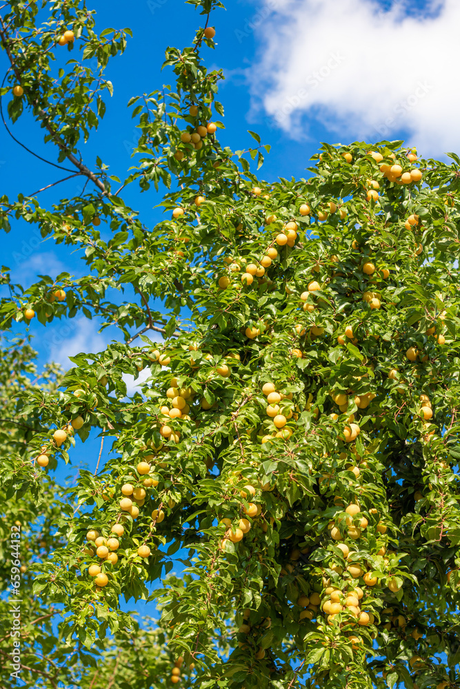 Ripe fruit of wild yellow Mirabelle cherry plum (Prunus cerasifera) on a tree in Summer Ripe fruit of wild yellow Mirabelle cherry plum (Prunus cerasifera) on a tree in Summer