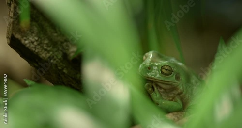 Frog sitting on a leaf. Nature's Throne: A Frog Finds a Perfect Perch Atop a Leaf
