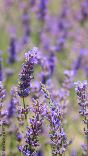 Lavender flowers. Blooming lavender field