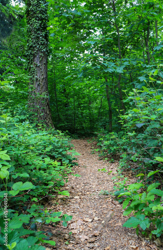 Narrow footpath through dense forest in springtime