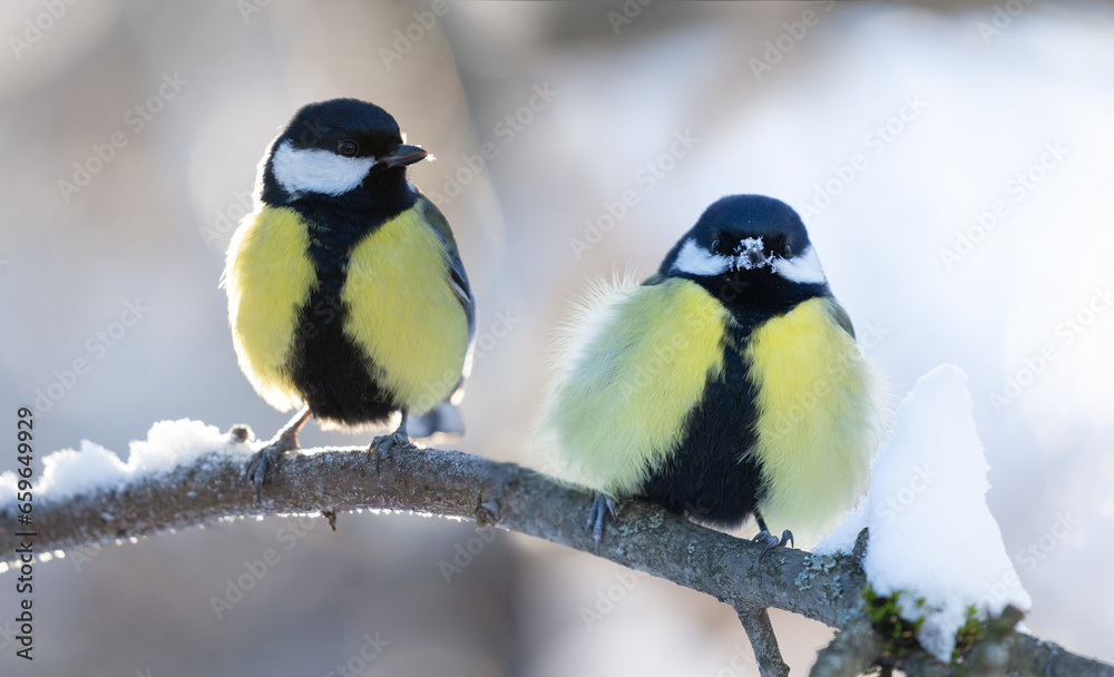 Little birds sitting on snowy branch. The great tit, winter time Little birds sitting on snowy branch. The great tit, winter time