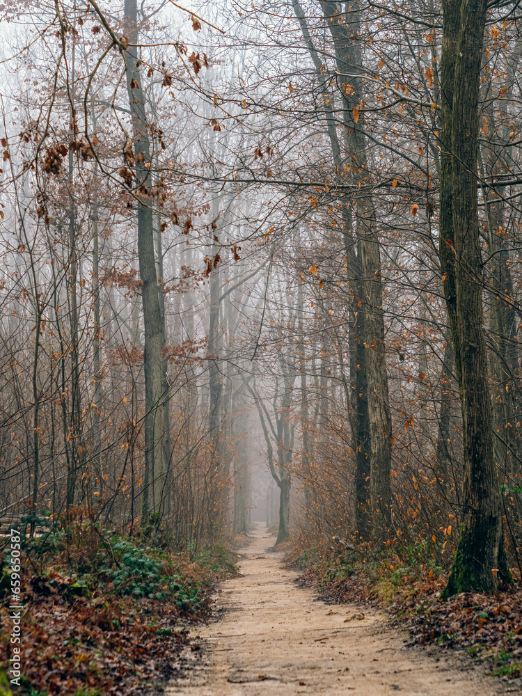 Path through the forest on a foggy day. Autumn landscape, beauty trees and leaves. Path through the forest on a foggy day. Autumn landscape, beauty trees and leaves.