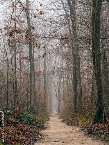 Path through the forest on a foggy day. Autumn landscape, beauty trees and leaves.