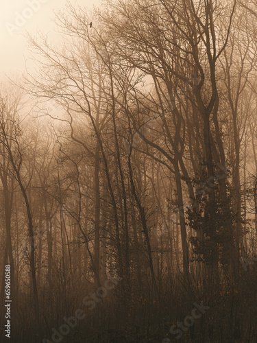 Daybreak through the forest on a foggy day. Autumn landscape, beauty trees and leaves.