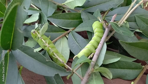 large beautiful green caterpillars eating privet leaves. caterpillars Sphinx ligustri, with oblique white violet stripes, tip of horn is black. Fauna of Ukraine. Summer. photo