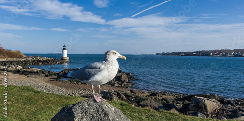 Seagull on Rock with Lighthouse in the Background