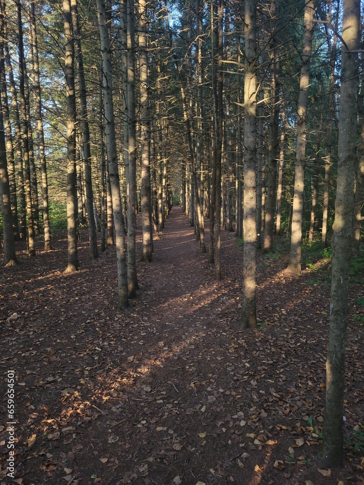 Fototapeta premium Tunnel d'arbre 