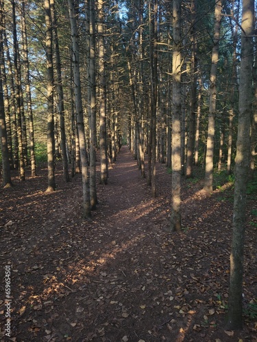 Tunnel d arbre 