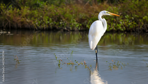 white heron great egret standing on the lake water bird in the nature habitat