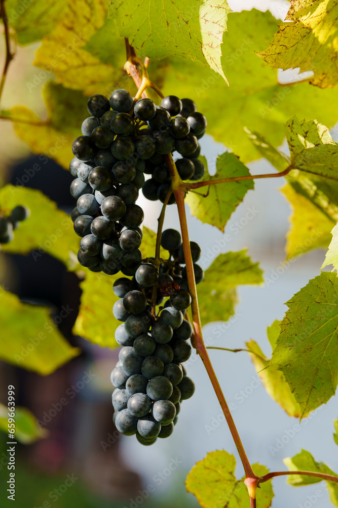 Close-up of bunches of dark grapes on vine vines