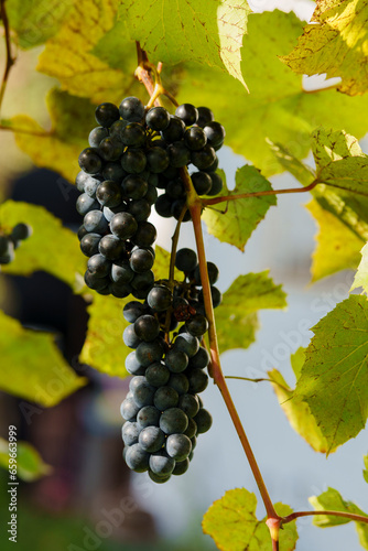 Wallpaper Mural Close-up of bunches of dark grapes on vine vines Torontodigital.ca