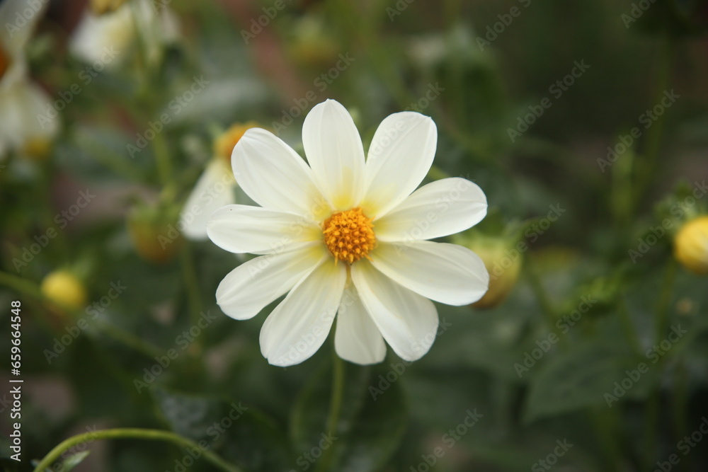 white beautiful flower in a garden