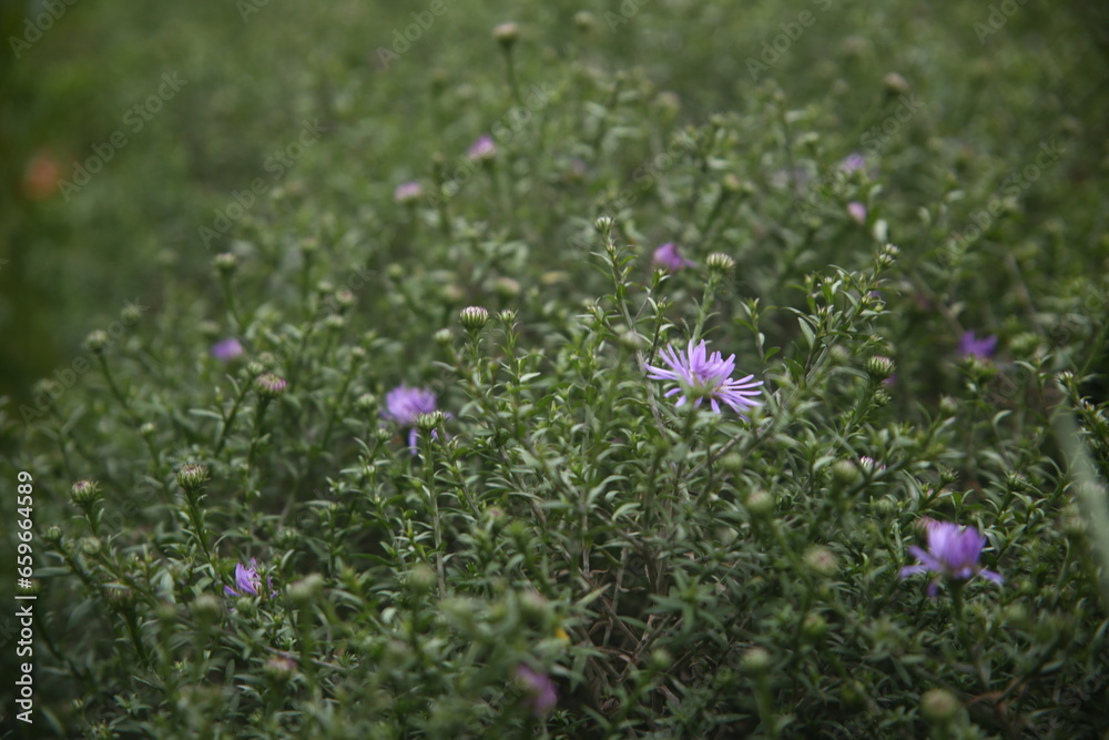 Fototapeta premium pretty flowers in the grass