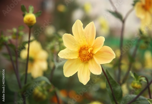yellow daffodils in the garden