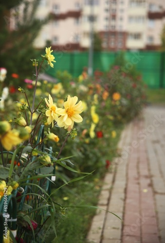 adorable yellow flowers in the garden