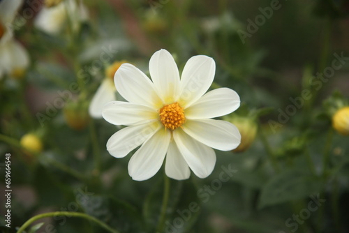 white beautiful flower in a garden