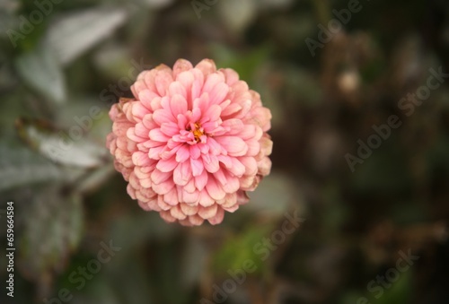 pink flower in garden