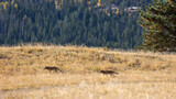 Wildlife in Colorado, Coyotes in Rocky Mountain National Park During Fall Season 2023