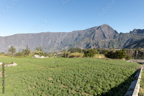 A view of lentil field in La Reunion