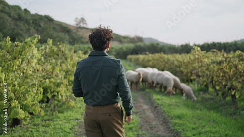 Back view winegrower walking to sheep flock on plantation. Inspecting vineyard.