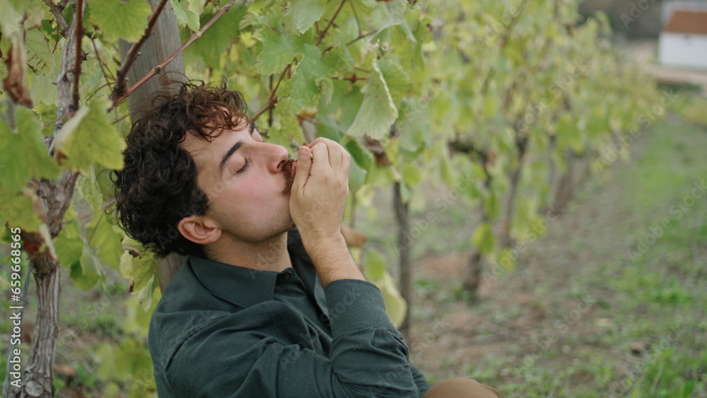 Winegrower eating sweet grapes sitting under vine bush close up. Worker relaxing Winegrower eating sweet grapes sitting under vine bush close up. Worker relaxing