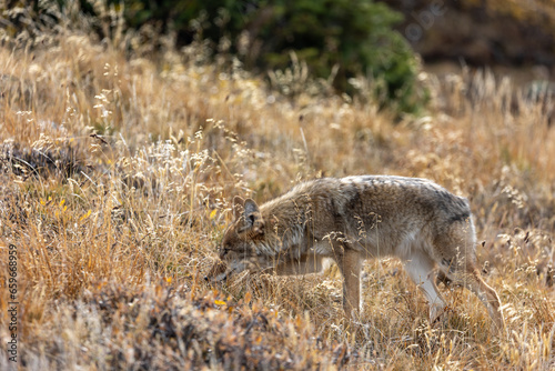 Coyote in Rocky Mountain National Park, Estes Park Colorado Coyote, Wildlife of Colorado