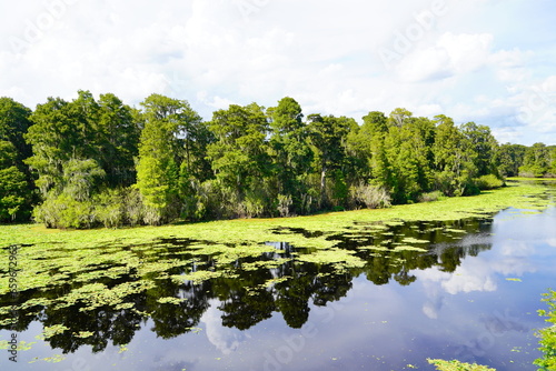 Fototapeta Naklejka Na Ścianę i Meble -  Landscape of Hillsborough river at Lettuce lake park 