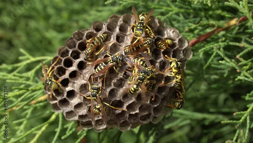 Paper wasp's nest. The wasp cools the combs with its wings.
