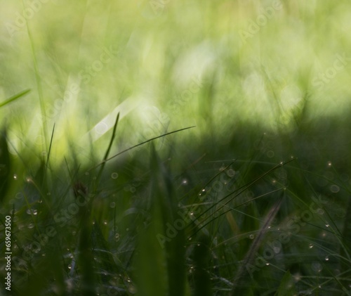 "In the aftermath of a summer rain, the grass comes alive with the elegance of raindrops, offering a glimpse into the serenity of the outdoors."