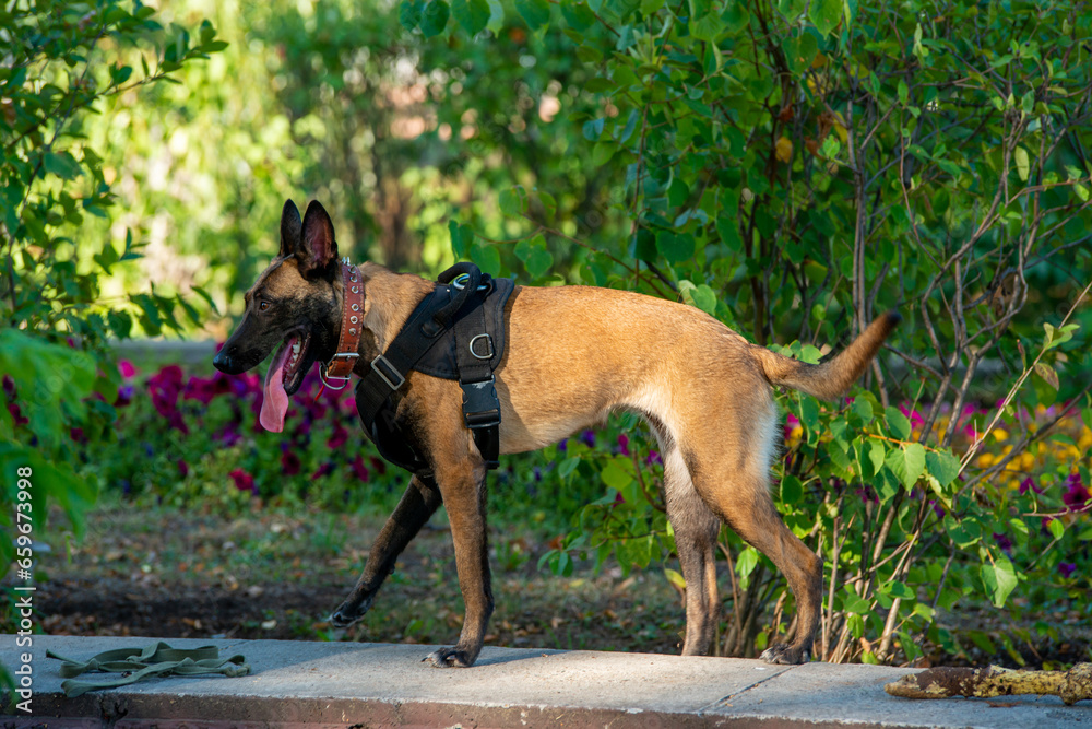 Official Belgian Shepherd Malinois in nature in a harness Official Belgian Shepherd Malinois in nature in a harness