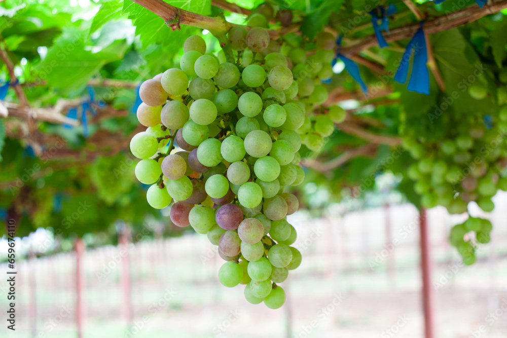 Green and purple grapes in the vineyard Sweet grapes are grown naturally. bunch of grapes on the vine in the garden Green and purple grapes in the vineyard Sweet grapes are grown naturally. bunch of grapes on the vine in the garden