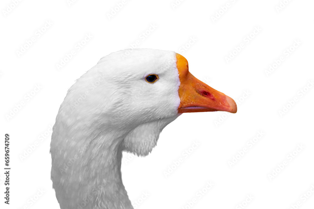 Domestic white geese in a barn on a farm, isolated on a white background Domestic white geese in a barn on a farm, isolated on a white background