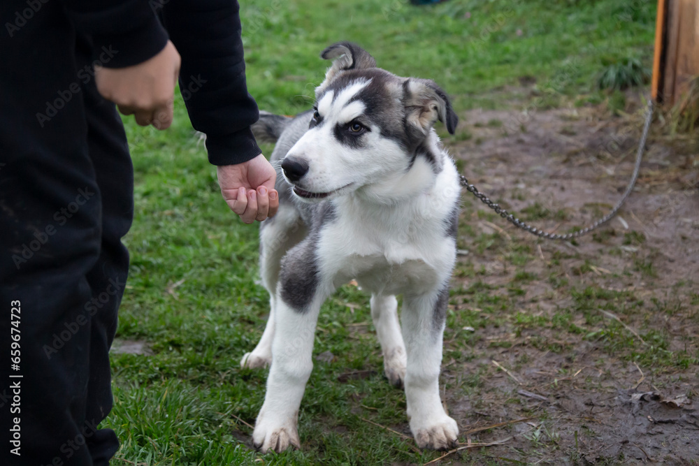 Husky puppy on the street is playing with a new owner.