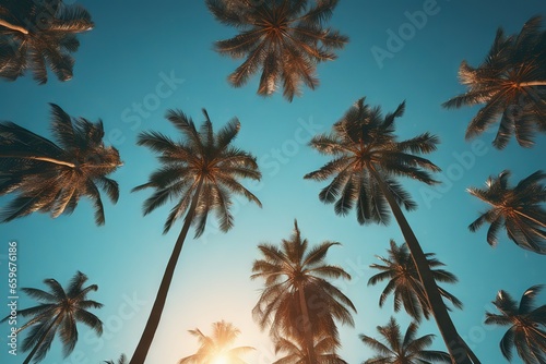 a group of palm trees against a blue sky © horace