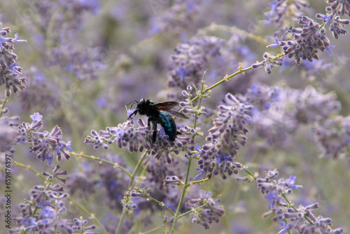 Fototapeta Naklejka Na Ścianę i Meble -  Black carpenter bee looking for pollen on purple colored flowers.