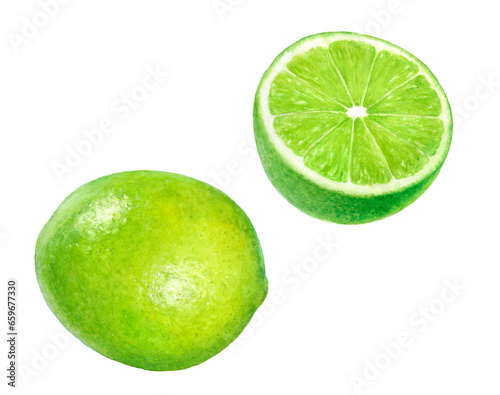 Close-up view watercolor illustration of a lime fruit, isolated png-file.