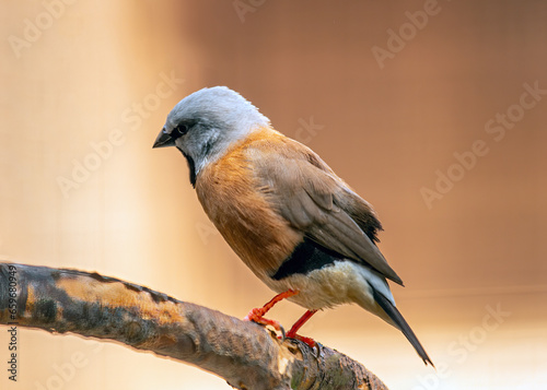 Black-throated Finch (Poephila cincta) - Australian Avian Beauty photo