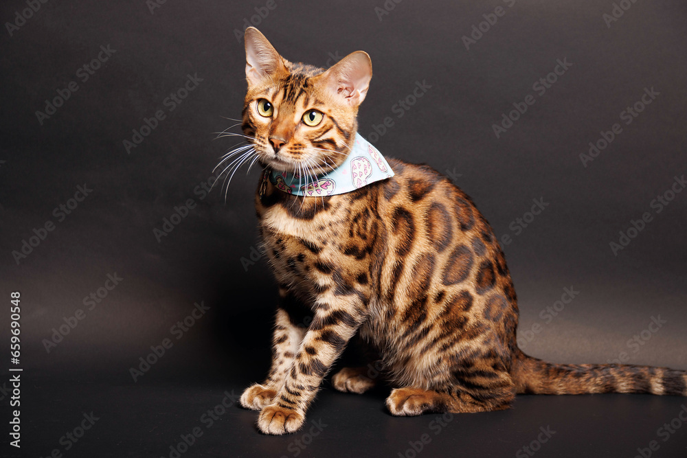 Bengal Cat photoshoting in photo studio on color background Bengal Cat photoshoting in photo studio on color background