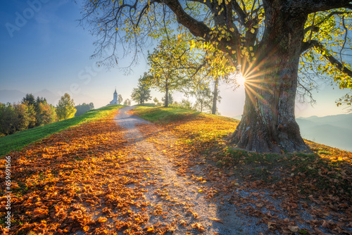 Beautiful big old tree with...