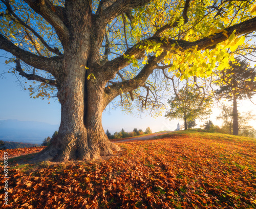 Beautiful big old tree with...