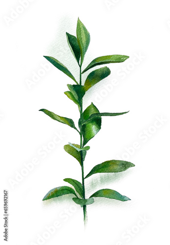 Fototapeta Naklejka Na Ścianę i Meble -  Watercolour ruscus leaves, green twig, greenery, plant, botanical illustration. High quality photo