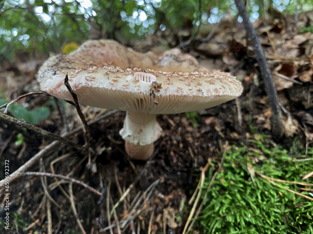A forest mushroom growing among fallen leaves in the woods A forest mushroom growing among fallen leaves in the woods