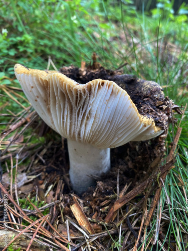 A forest mushroom growing among fallen leaves in the woods