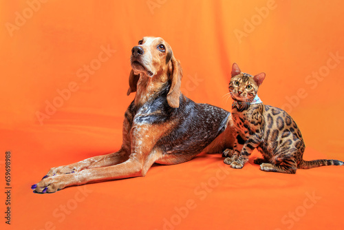 Bangal cat and mixed bred of German shorthaired pointer  photoshoot in studio.