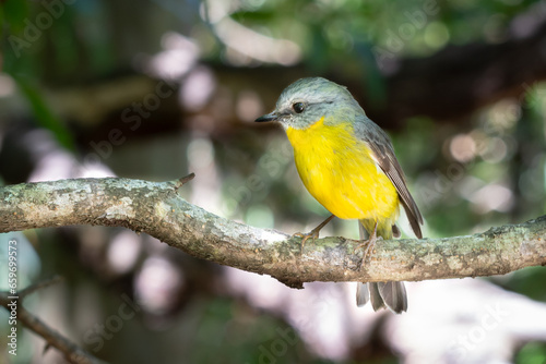 Eastern Yellow Robin, small native bird isolated by shallow focus, New South Wales, Australia.