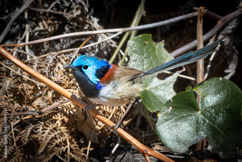 Variegated Fairy Wren, perched in natural surrounds, male in breeding plumage. New South Wales, Australia.