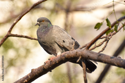 Pigeon on a branch of tree